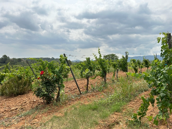 Vine a conèixer el paisatge que dona vida als nostres vins!, 7