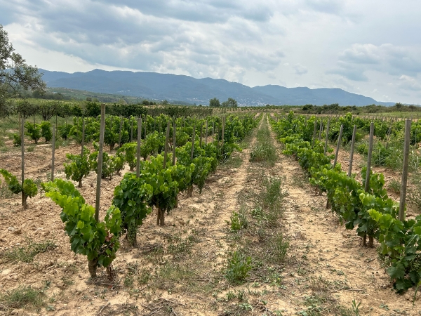 Vine a conèixer el paisatge que dona vida als nostres vins!, 2